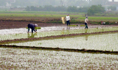   Mở rộng diện tích lúa chất lượng cao trong vụ xuân 2010